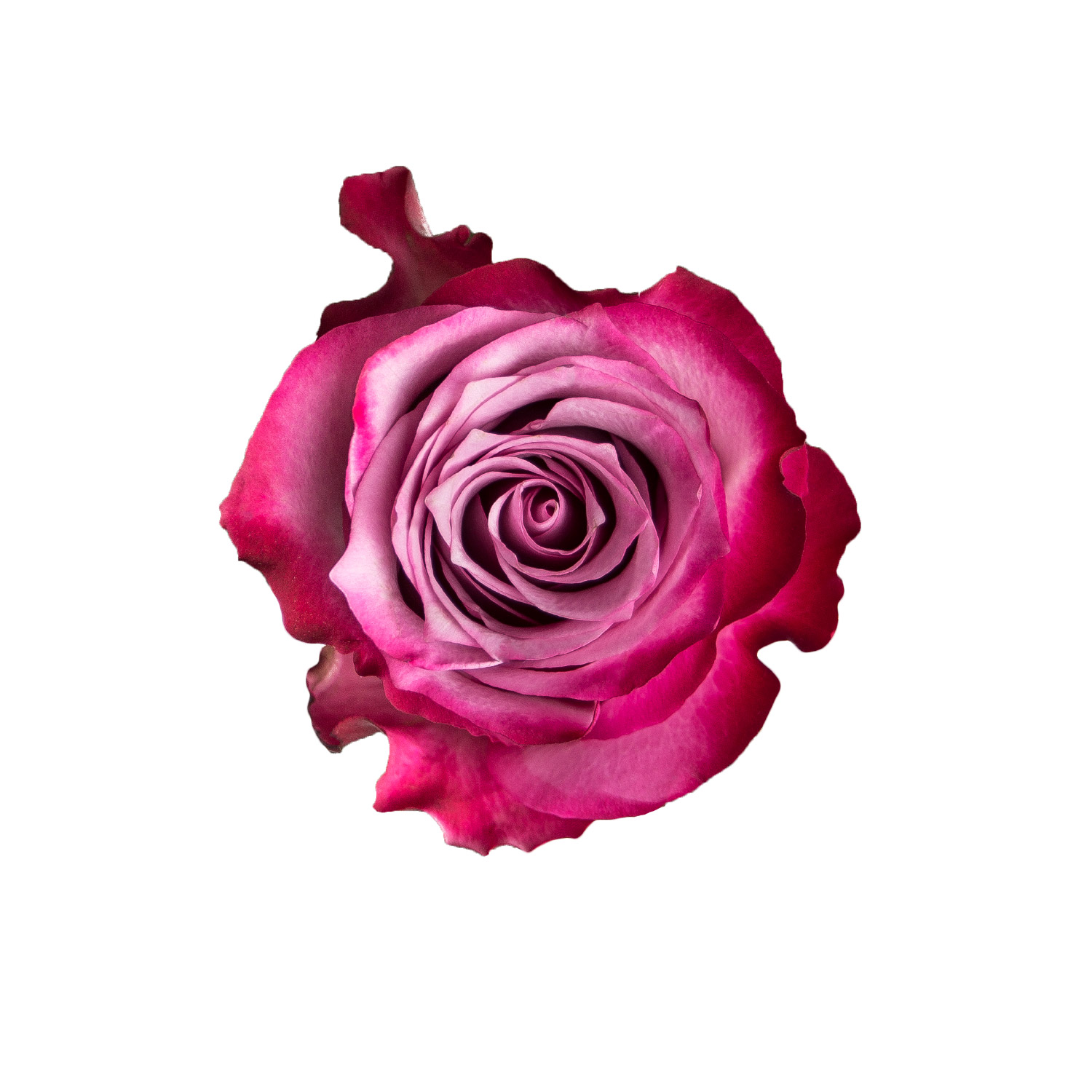 Paper Light Shade Motiv "Rose" - The Special One
